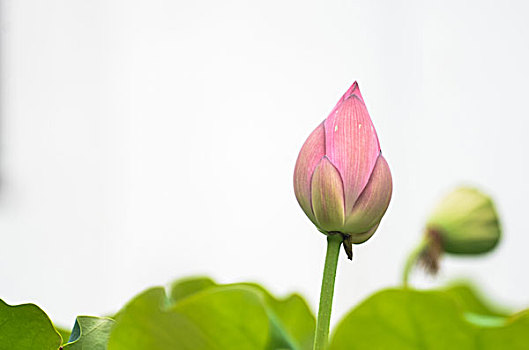 綿陽請保姆價(jià)格是多少？全面解析及選擇指南