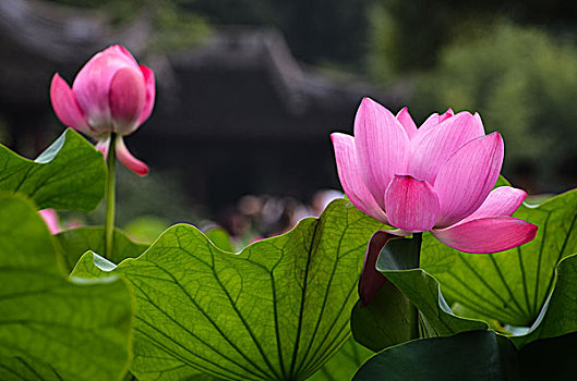給保姆紅包給多少，才能體現你的真心與感激？