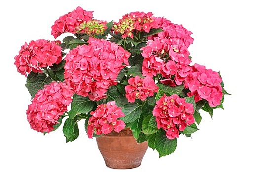 一朵小紅花成本多少？揭秘背后的市場與價值