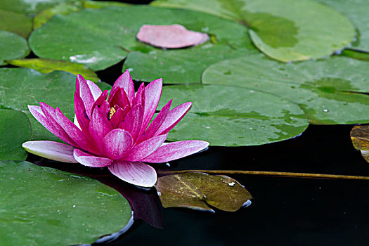 南京請(qǐng)保姆多少錢(qián)？了解南京家政服務(wù)市場(chǎng)，如何選擇適合的保姆