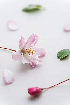 濟南白天的月嫂多少錢？揭秘高質量月嫂服務的價格與價值