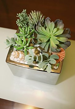 天鵝到家：探索天鵝到家門店布局與未來發展