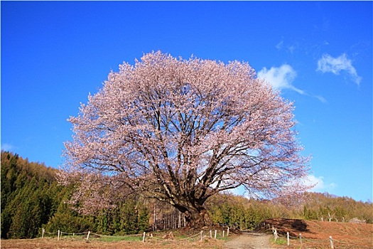 天津大港月嫂多少錢？揭秘月嫂服務(wù)的價(jià)值與市場(chǎng)價(jià)格