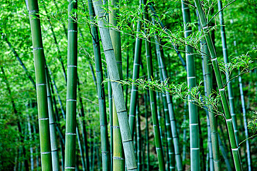 西安請(qǐng)?jiān)律┒嗌馘X一個(gè)月？了解月嫂服務(wù)的真實(shí)價(jià)格與價(jià)值