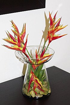 金剛川花多少錢一盒？揭秘金剛川花的價格與市場價值