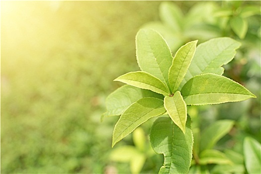 《除暴現在多少票房？電影票房突破，如何引領觀影新潮流？》