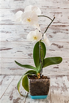 開(kāi)業(yè)大麥多少錢？解鎖創(chuàng)業(yè)必備的開(kāi)業(yè)籌備預(yù)算！
