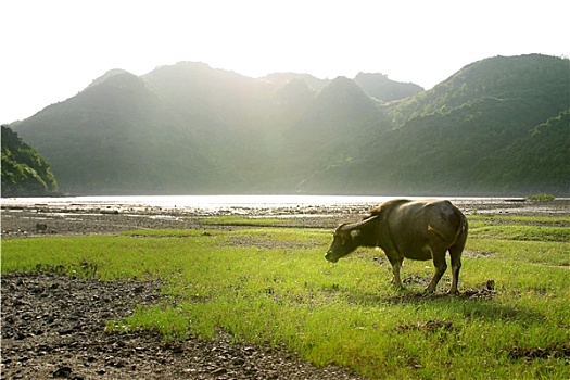 俄羅斯買(mǎi)貓運(yùn)費(fèi)多少？掌握這些要點(diǎn)，帶你的毛球回家不再難！