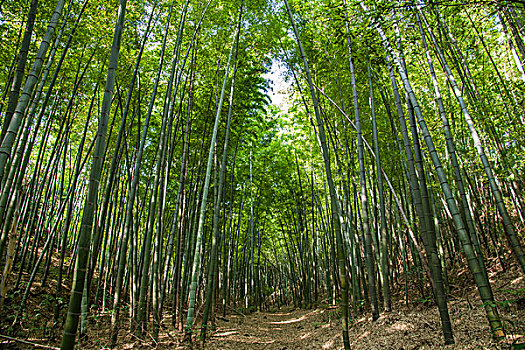 重慶家政工資一般多少錢？揭秘家政行業的薪資和發展前景
