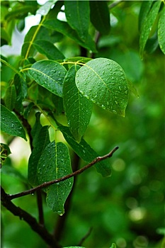高級(jí)月嫂證需要多少錢？讓你了解行業(yè)內(nèi)幕，迅速掌握月嫂證書(shū)的真正價(jià)值