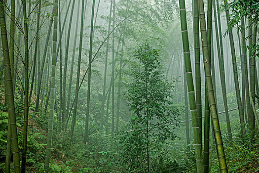 北京做家政工資多少錢？揭秘家政行業(yè)的薪資趨勢與前景