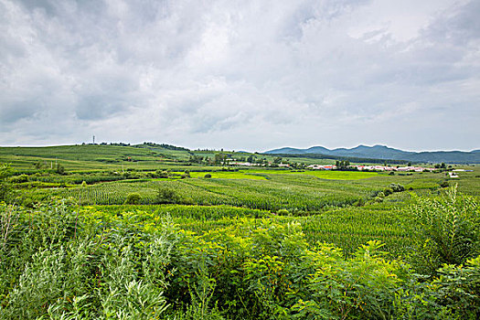 三個(gè)月緬因貓吃多少？給你詳細(xì)解答貓咪的飲食需求
