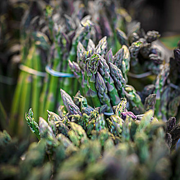 緬因貓的成長故事：從小貓到成貓的奇妙變化