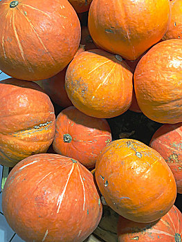 小紅花多少回本？揭秘回本速度與收益潛力