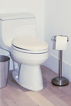 緬因純白貓多少錢一只？揭秘緬因貓的價格與養寵成本