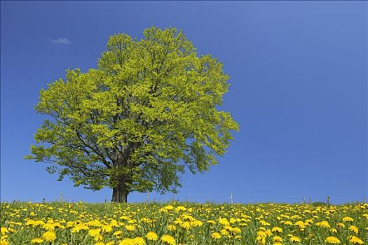 你好李煥英投資多少元：揭秘這部電影的成功背后的巨大投入