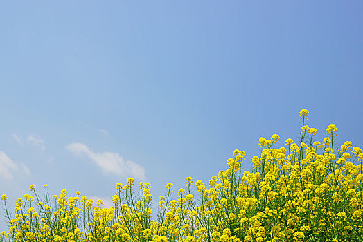 《叱咤風(fēng)云預(yù)計(jì)票房多少？盤點(diǎn)這部電影的市場(chǎng)潛力與未來走勢(shì)》