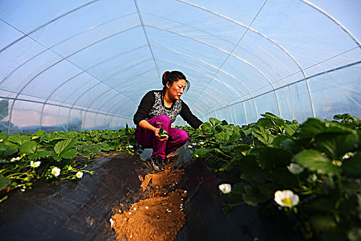 青島多少個家政：揭開家政行業的秘密與未來機遇