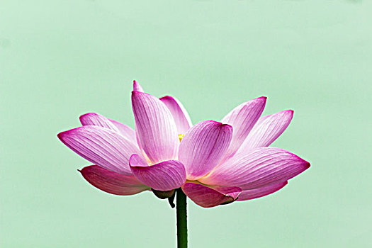 婁底月嫂多少錢一個月？如何選擇性價比高的月嫂服務(wù)